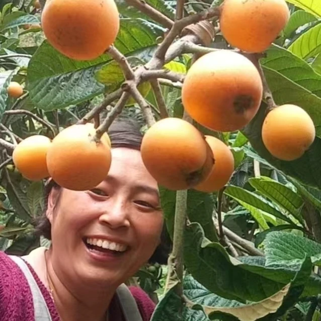 四川高山大五星枇杷新鲜当季水果高山枇杷整箱现摘现发