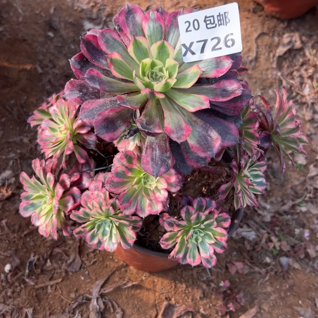 726红铜白，满20包邮嘟叮熊