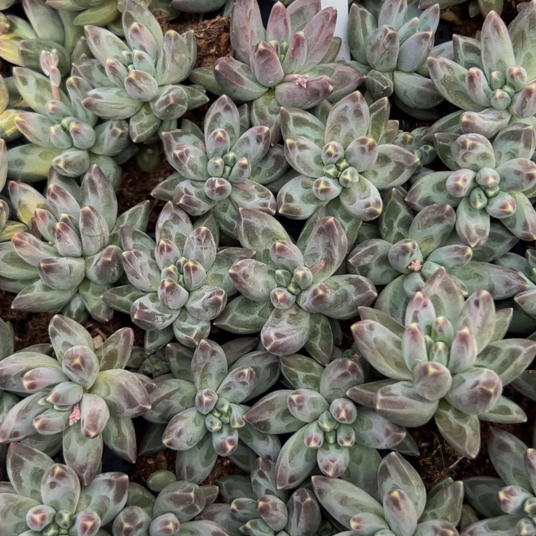 6颗美人系列多肉植物