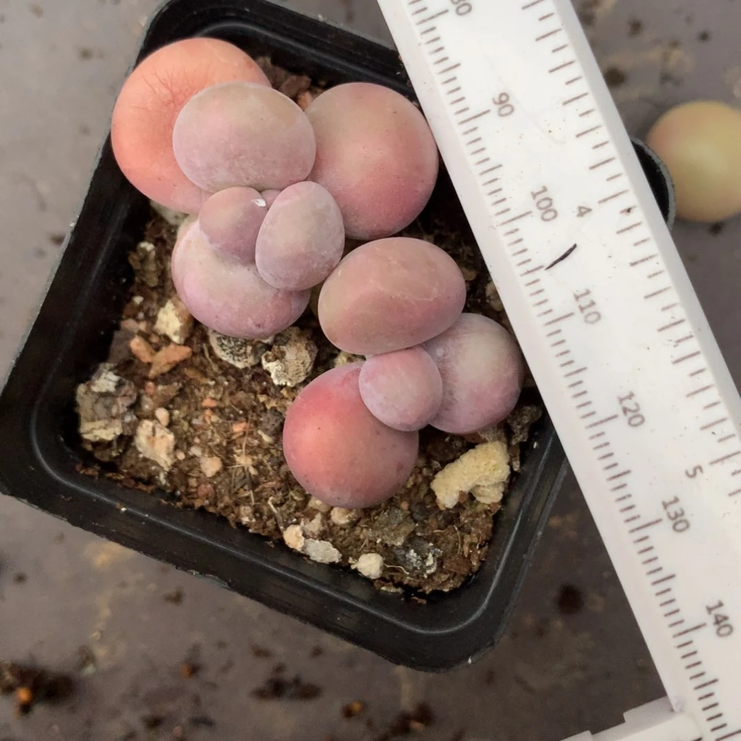 水光针奶酪多肉水光针