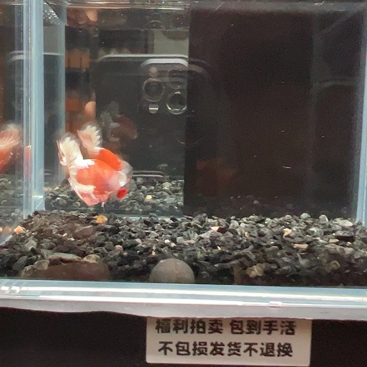 斗鱼竞拍跑单拉黑19日113