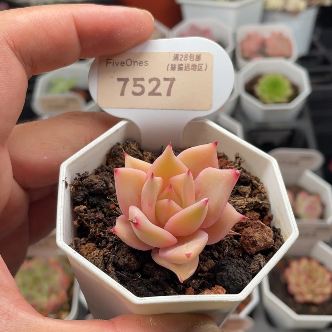 饺子皮7527-4厘米