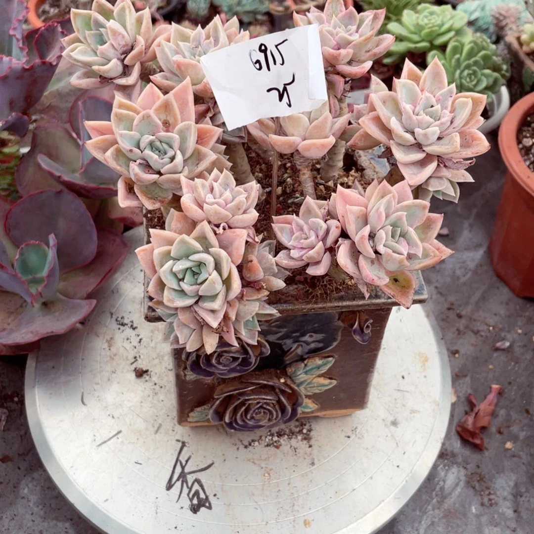 R**g哈利6915一物一拍