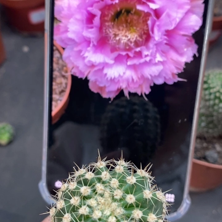 彩草粉羽毛侧芽3.5公分左右微瑕