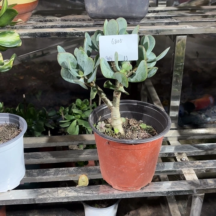 用***5当前无花栽培后可以开花15