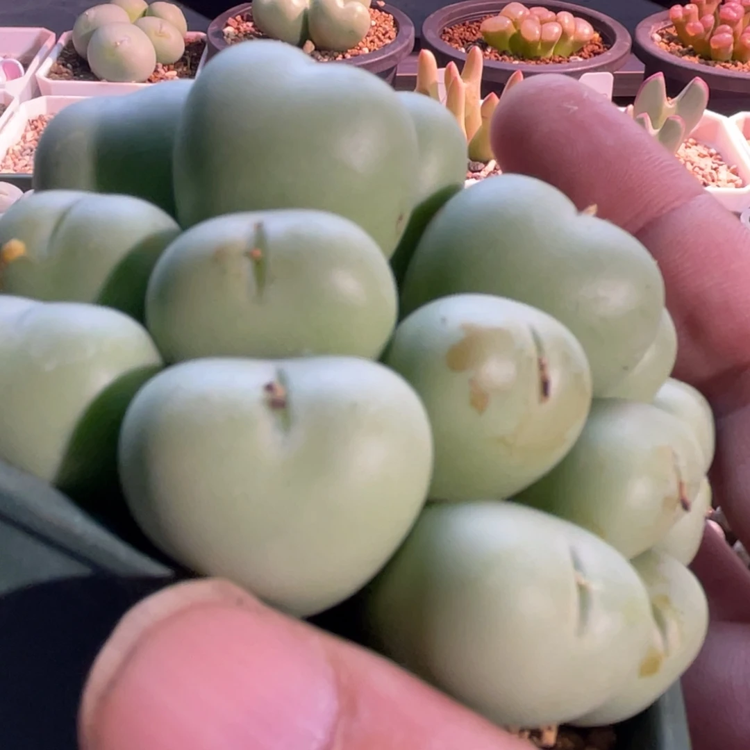 大群生爱心小拳拳植物一物一拍