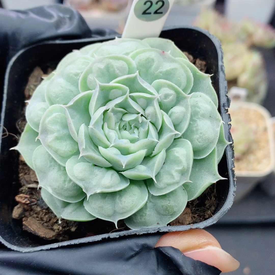 嘿嘿58包邮  群生不包整22
