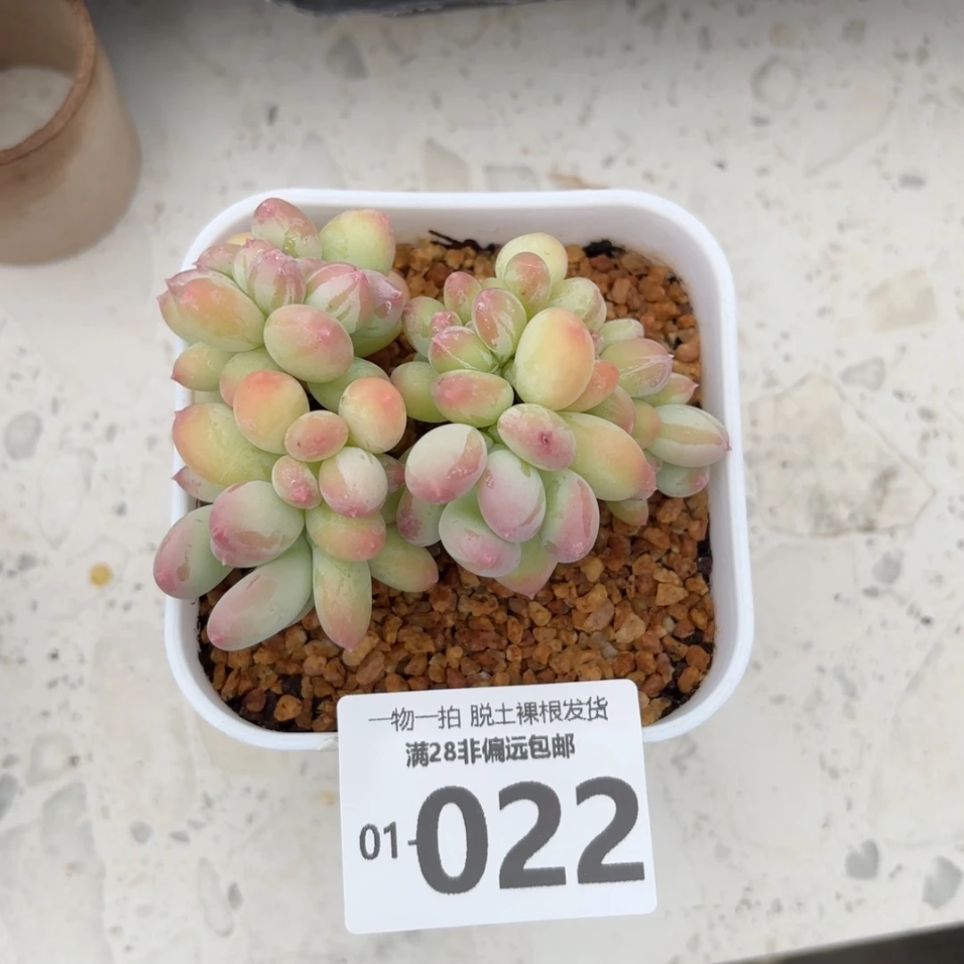 三日月美人缀化多肉多肉