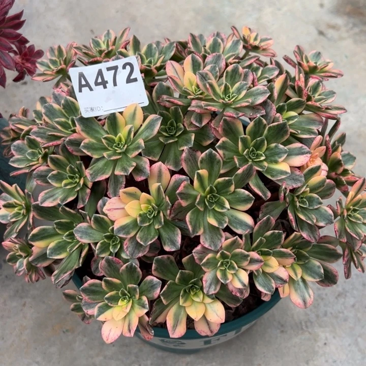 472甜茶22厘米左右