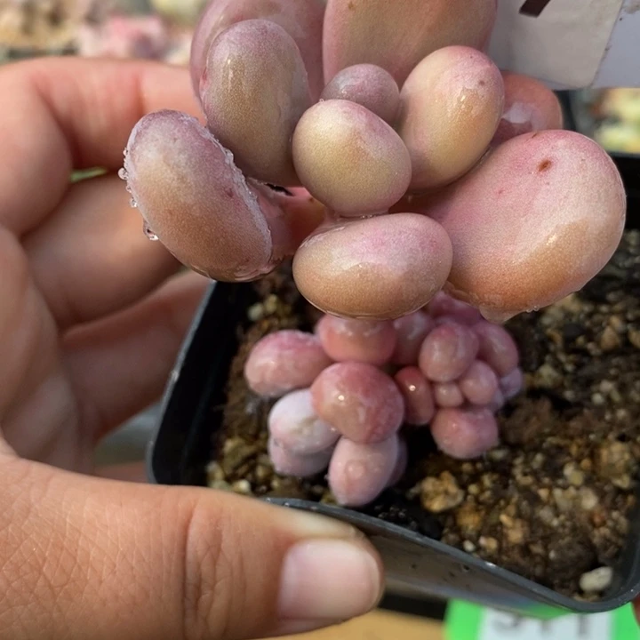 517橙雪球暗锦。共计7头