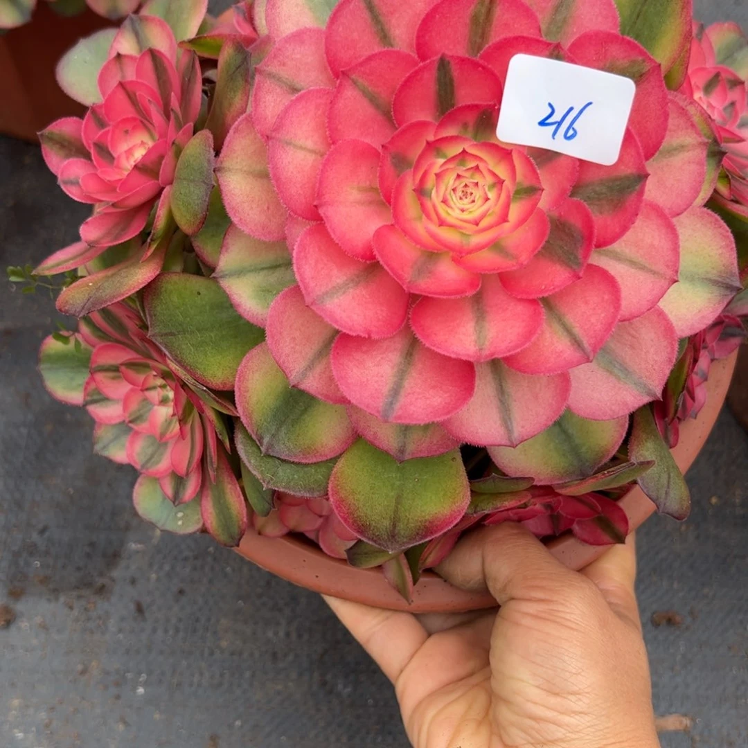 216荔枝多肉多肉多肉