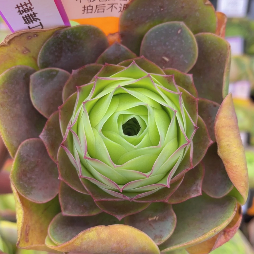 粉红舞鞋多肉福利389一物一拍