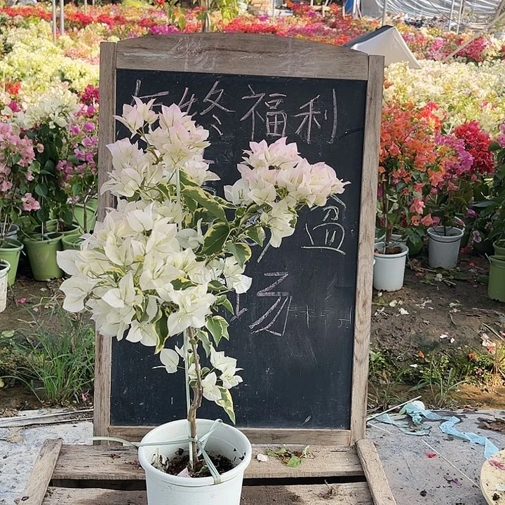完全开放三角梅白马斯