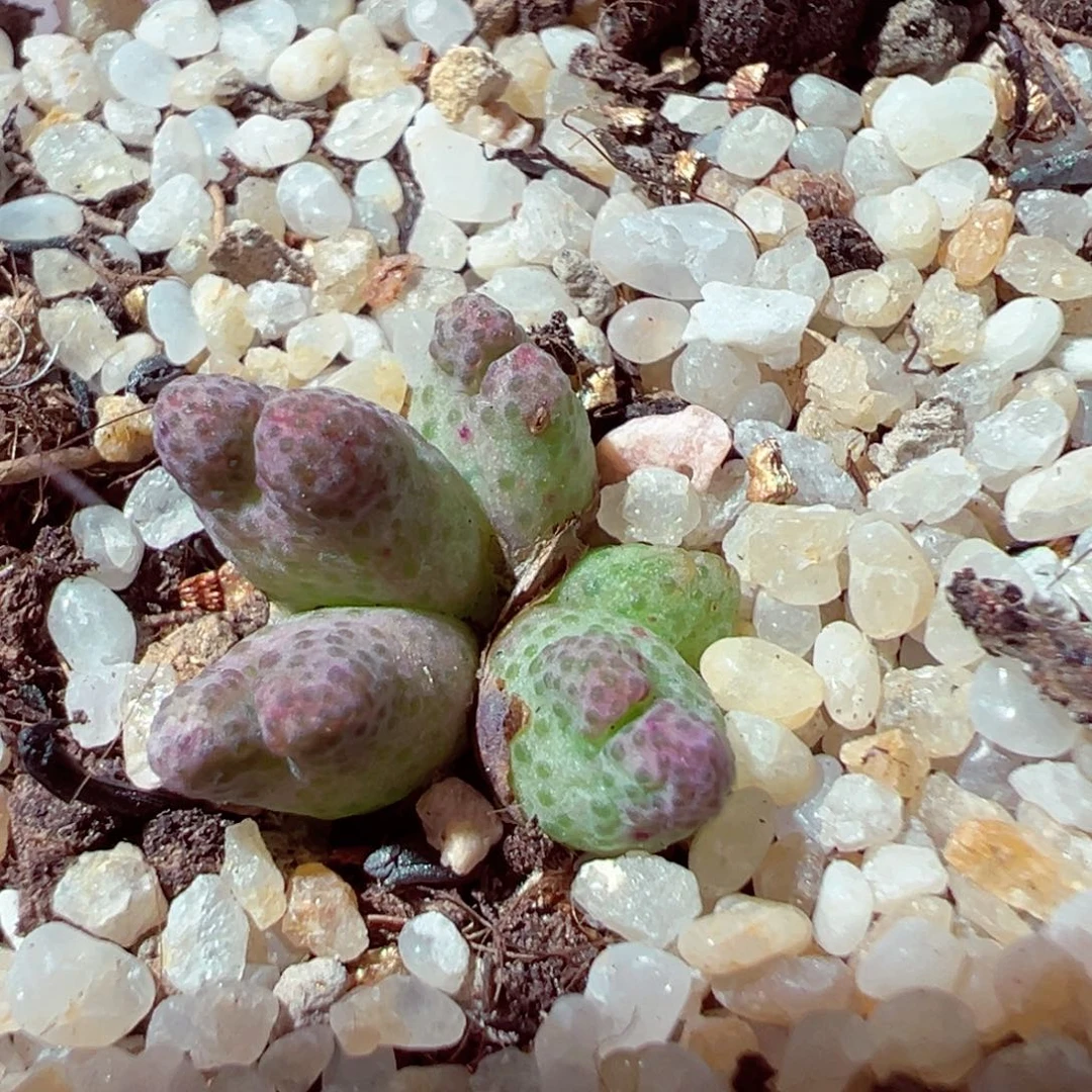 901-254多肉多斑马955d