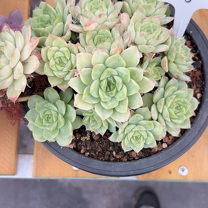 8。