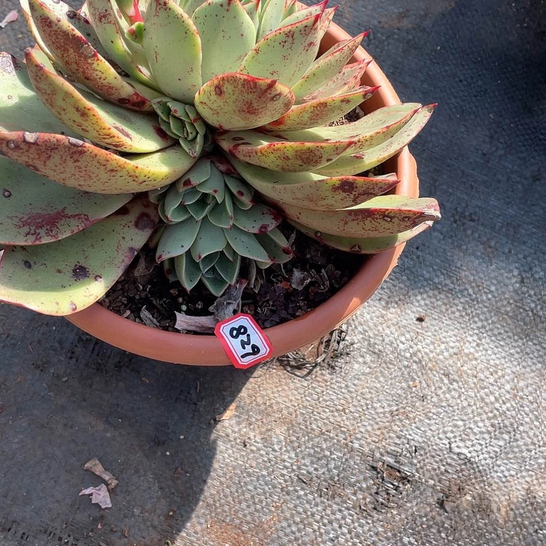 829斗牛士 一物一拍多肉