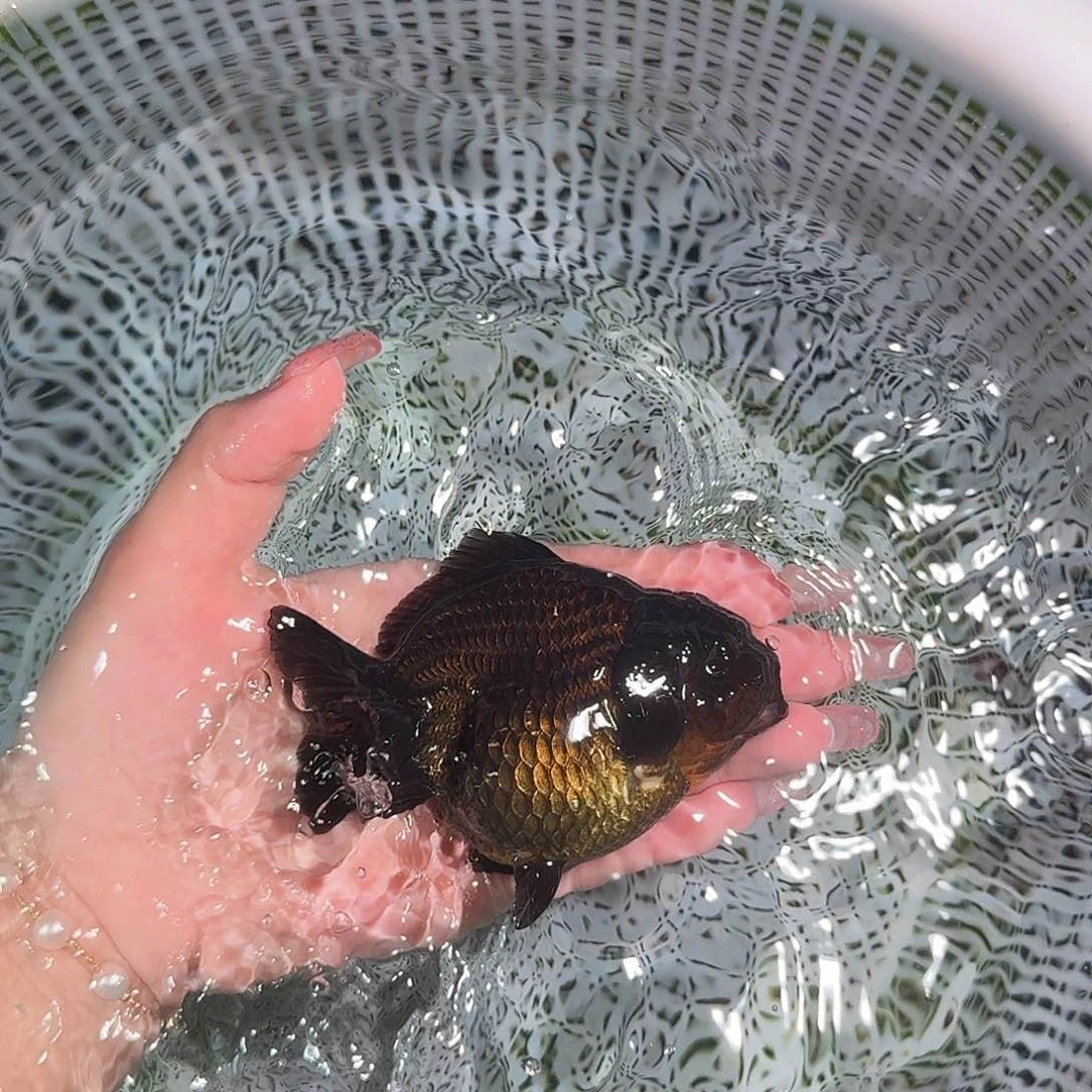 金鱼红白短尾将军狮子