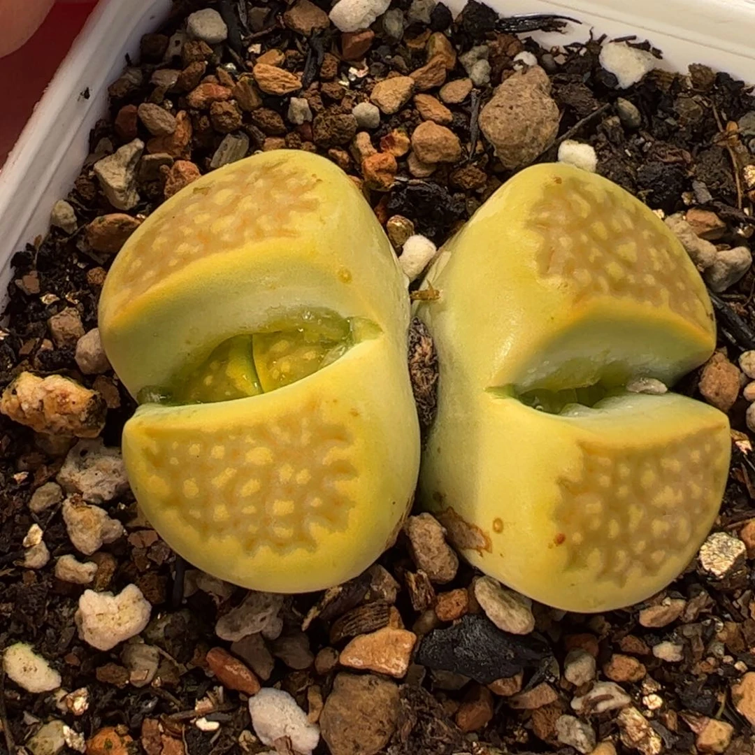 452多肉植物百科