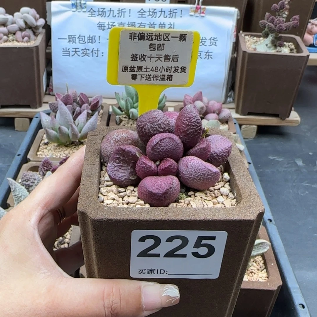 225红烧肉多肉植物