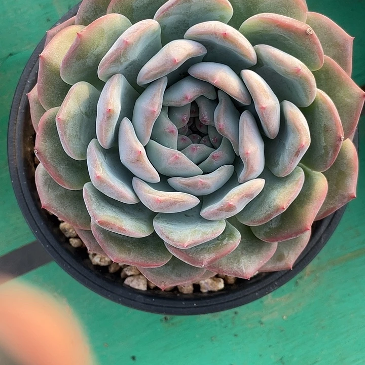 我***鱼橙梦露杂交一物一拍