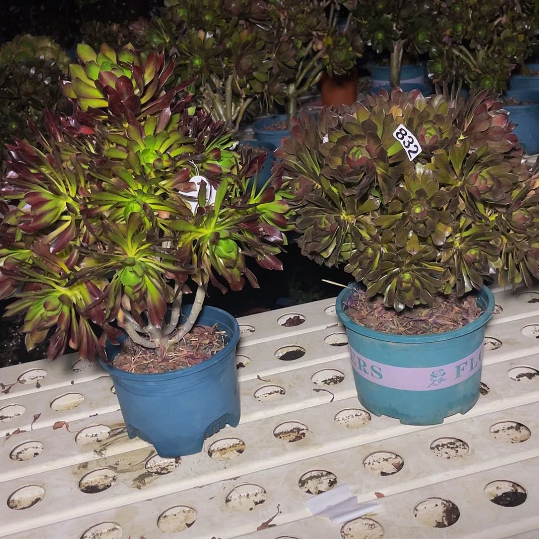 两盆法师7/-16包邮法师