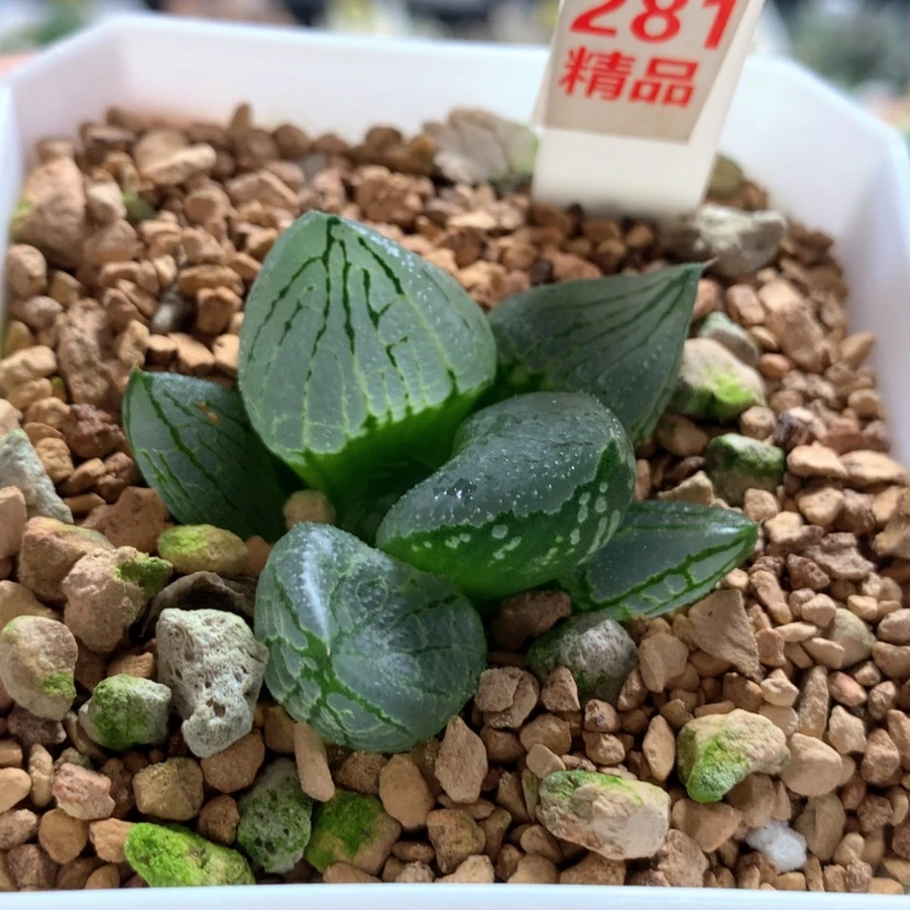 【闪购商品】281虞美人