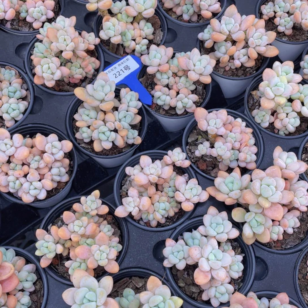 221号七彩洛神老桩大群生两个