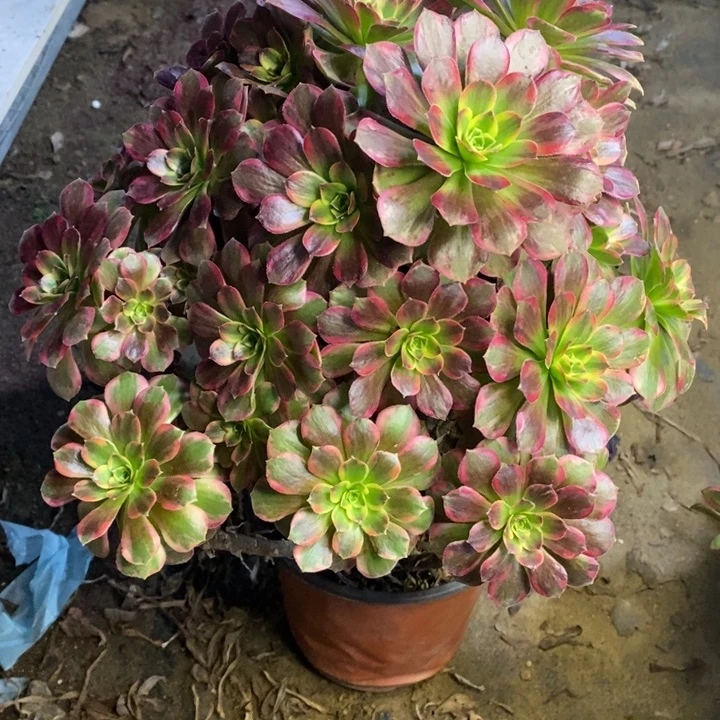 安娜多肉断头不包596