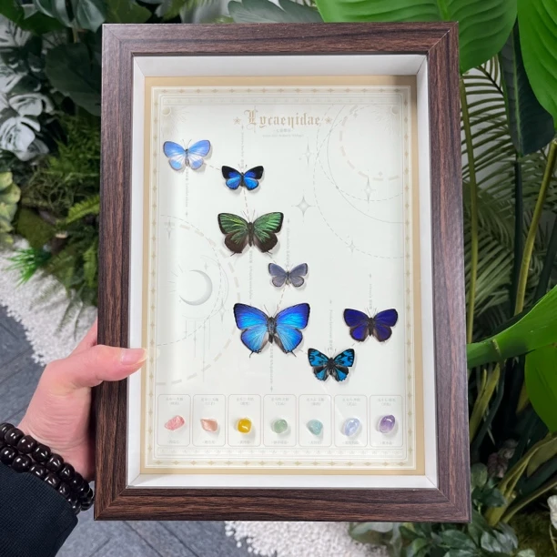 真蝴蝶标本多只组合成品装饰画立体手工diy家居摆件客厅挂画礼物