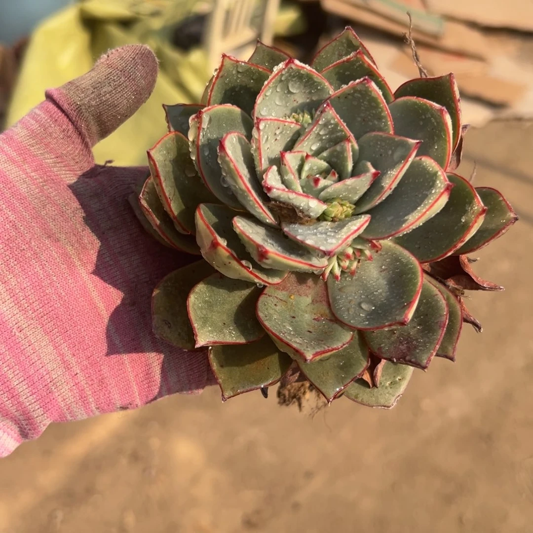 多肉植物多肉植物
