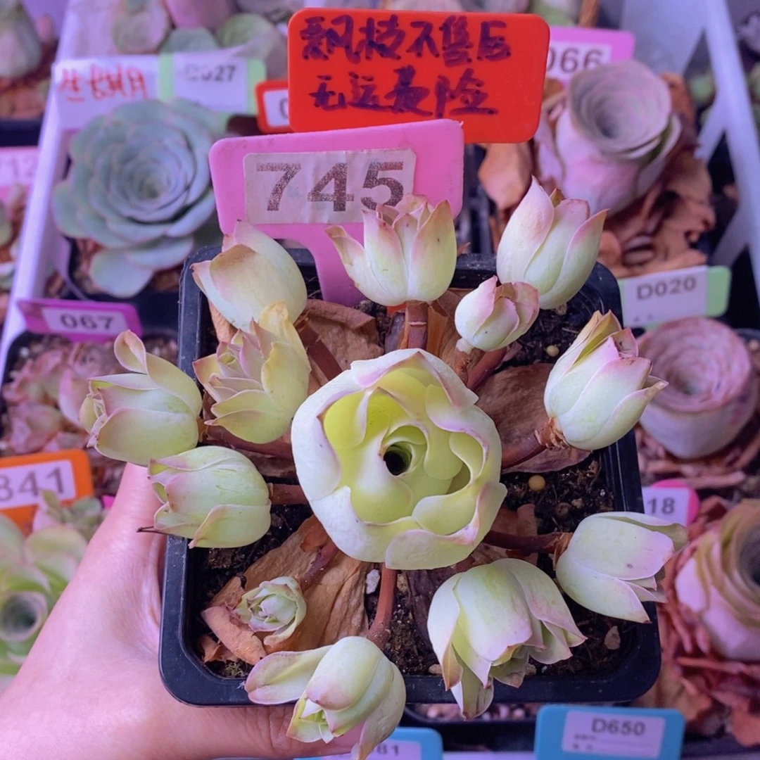 飘枝玫瑰一物一拍745