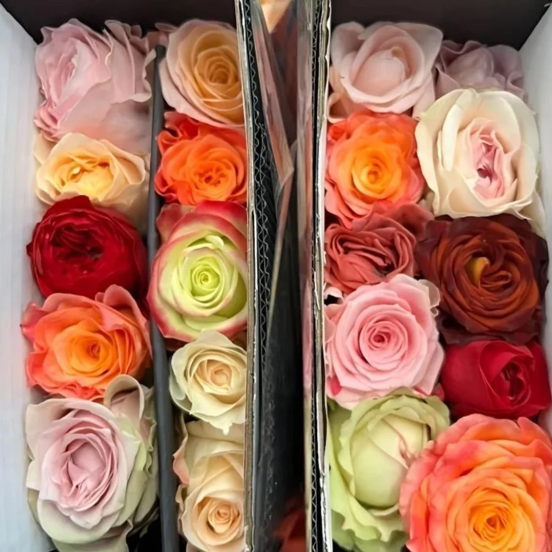 【随机彩拼单头玫瑰】新鲜采摘玫瑰花花束云南基地鲜花直发家用鲜花