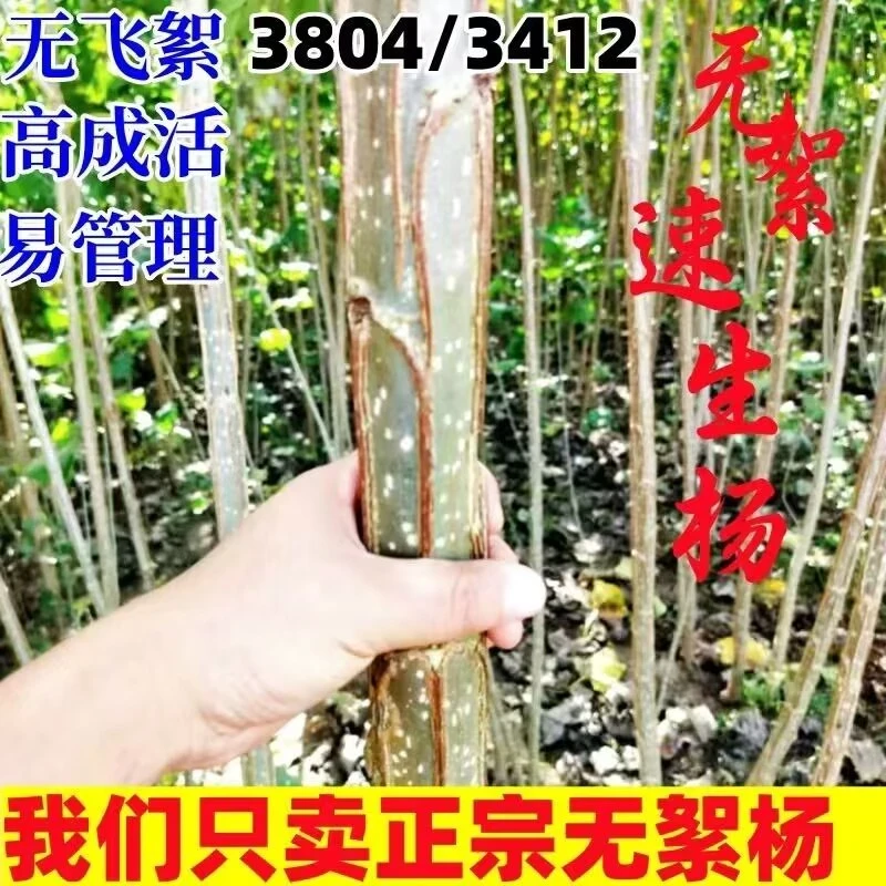 白杨树杨树苗无絮速生杨树苗园林工程绿化苗植树造林耐寒基地直销