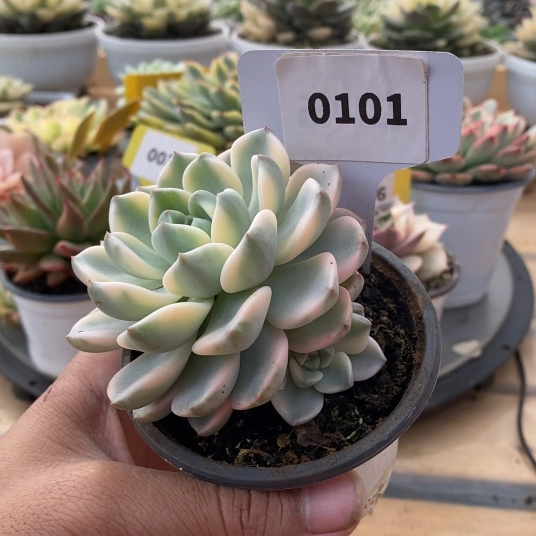 0101红粉佳人哈哈哈