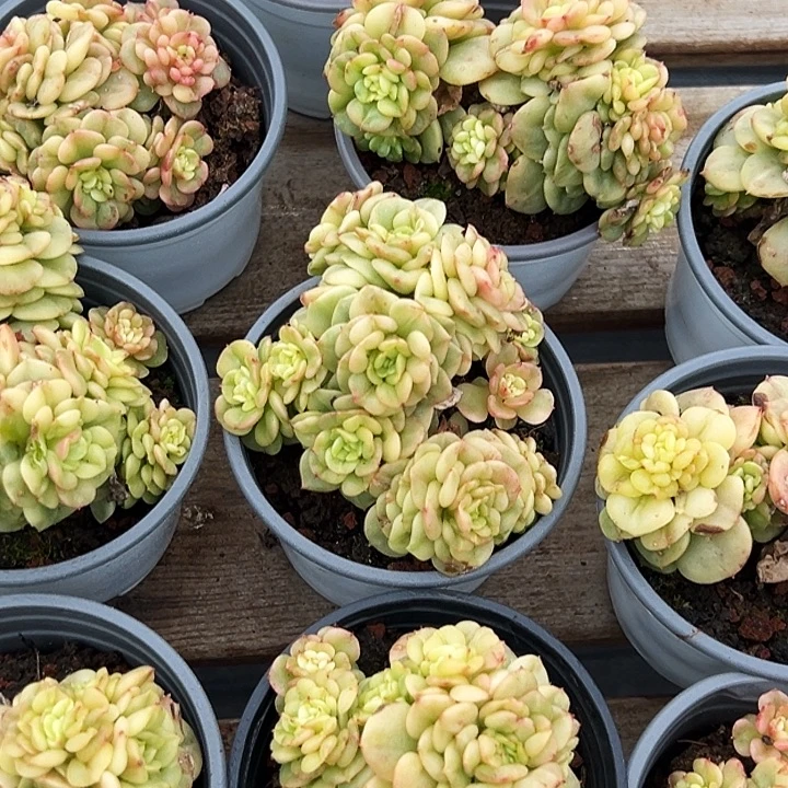 蜡牡丹锦        福利多多