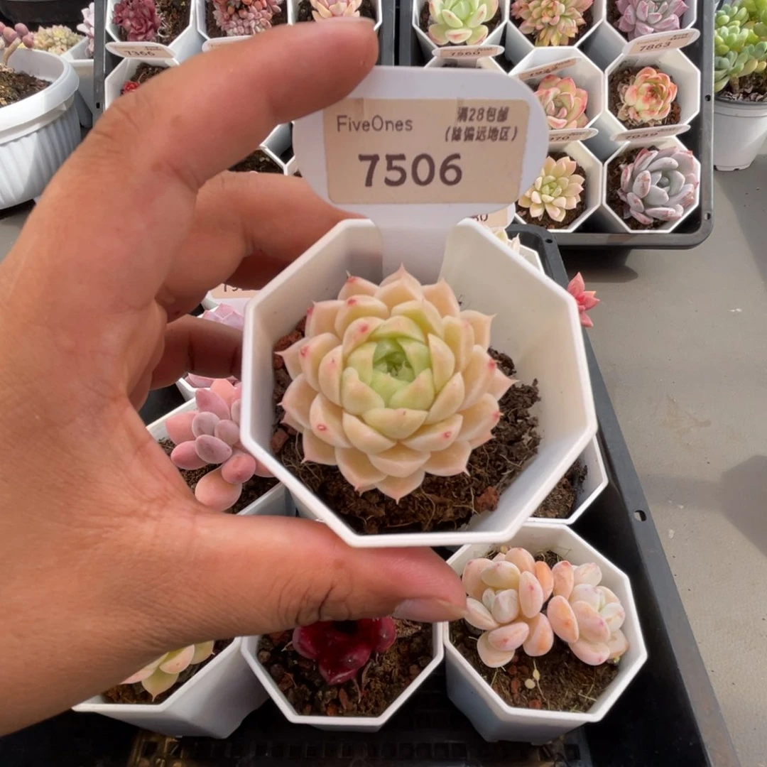 7506绿糖甜心4.0厘米