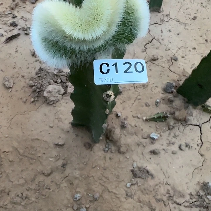 依**轩嫁接九尾狐缀化120