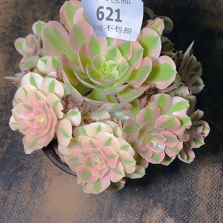 621粉女巫多肉植物