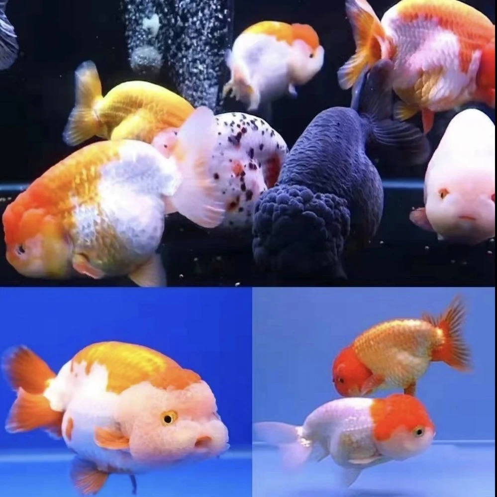 精品冷水兰寿金鱼观赏鱼