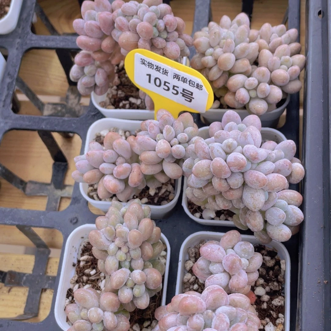 1055号 龙头小杆子汤圆缀化一个