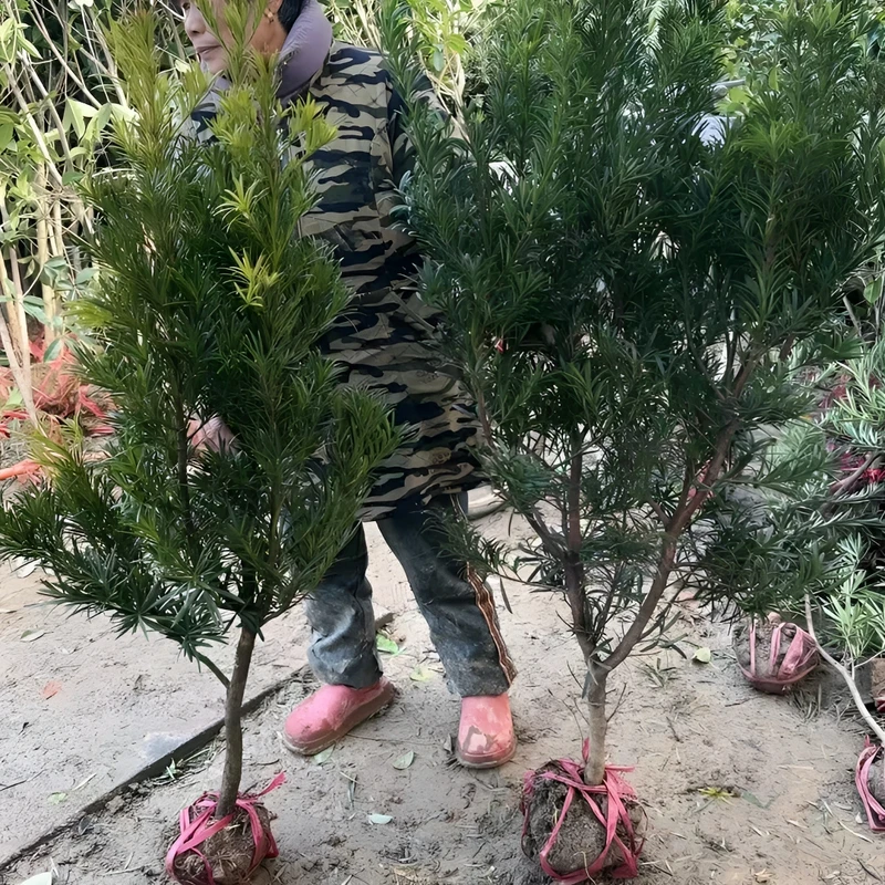 罗汉松树苗地栽可造型树雀舌庭院别墅阳台室内外盆栽盆景花园植物