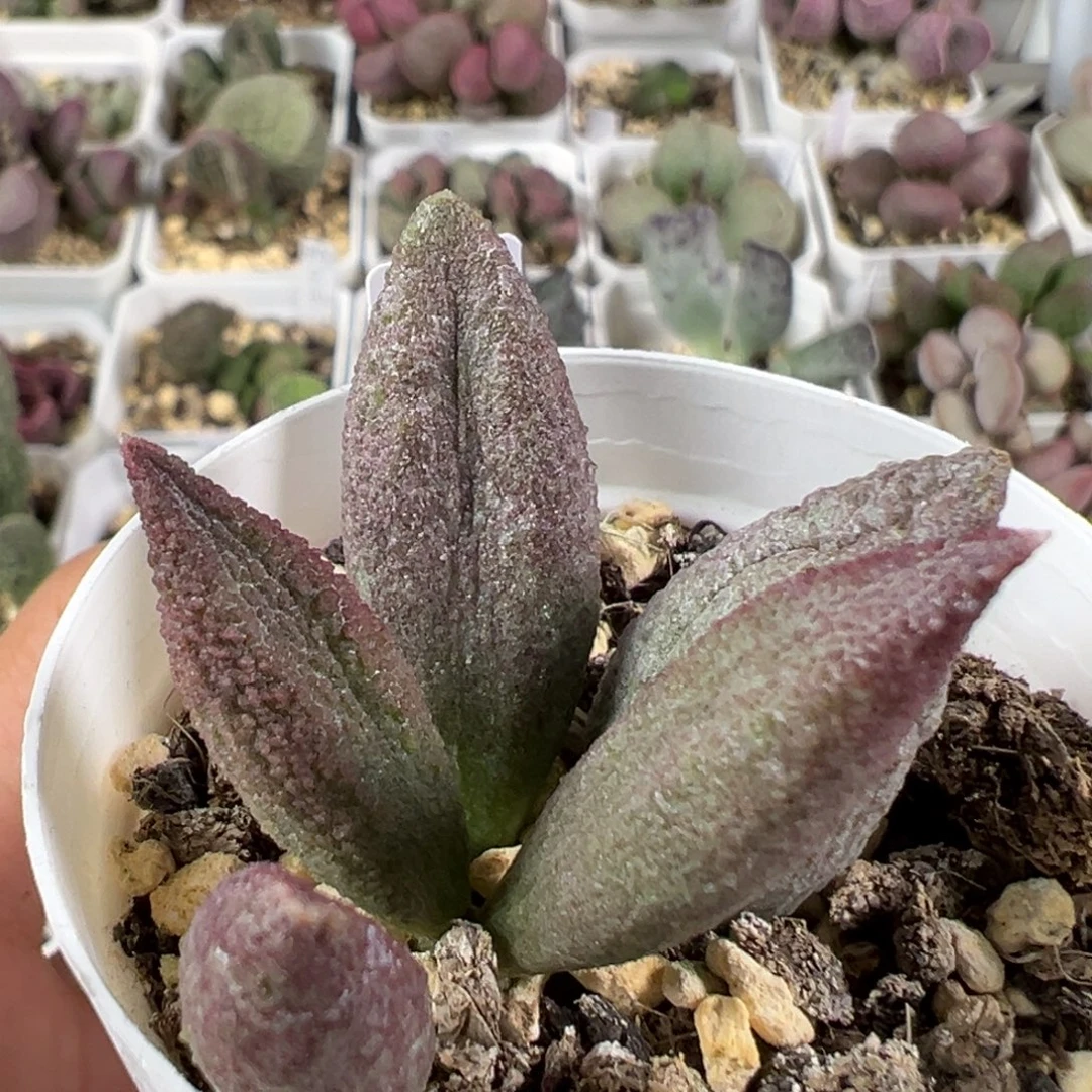 w颗粒款实生新品多肉植物