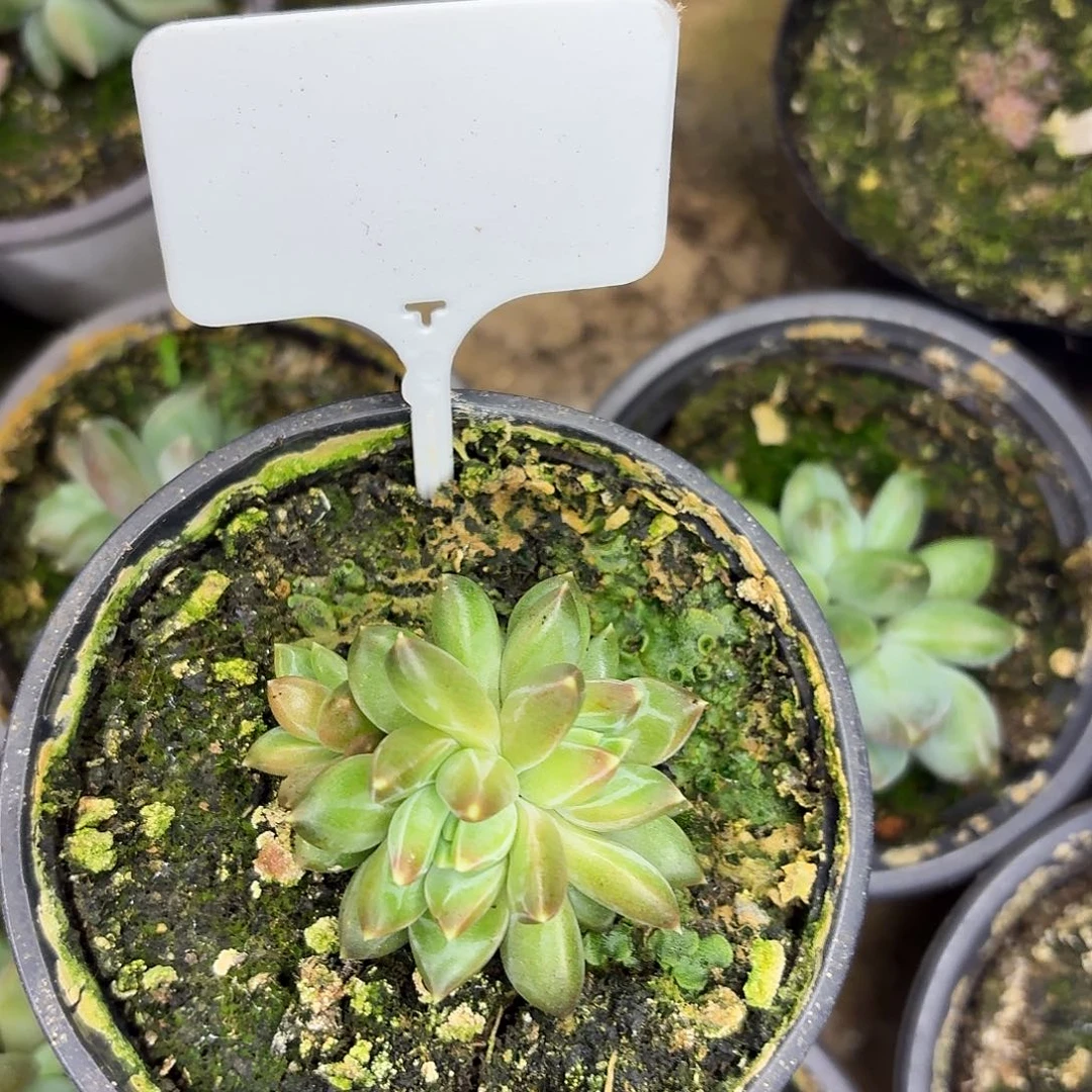 韦斯特曼877777777777777777