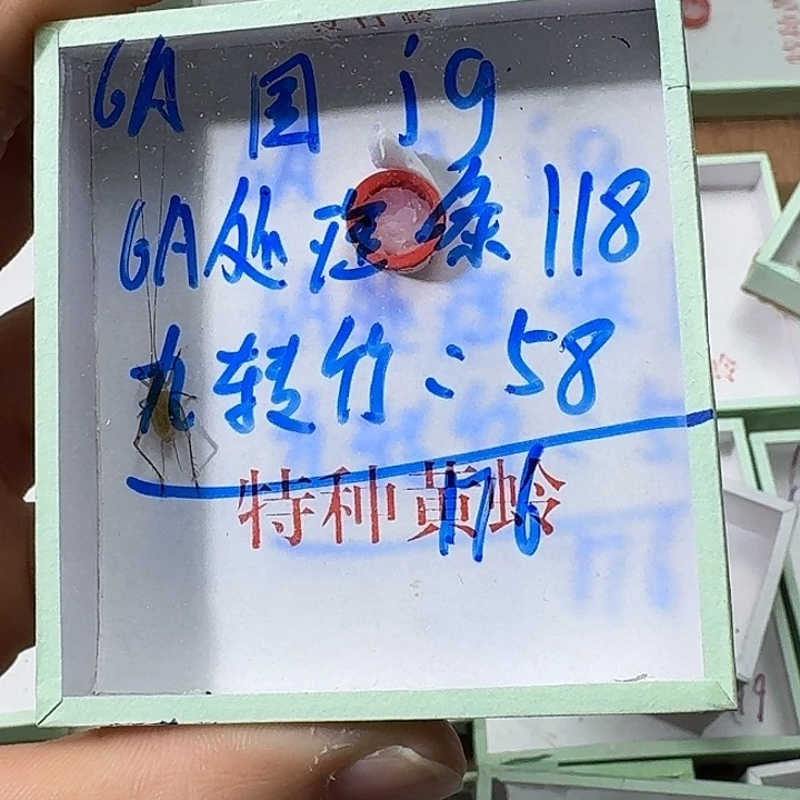 国***g蟋蟀222222222222