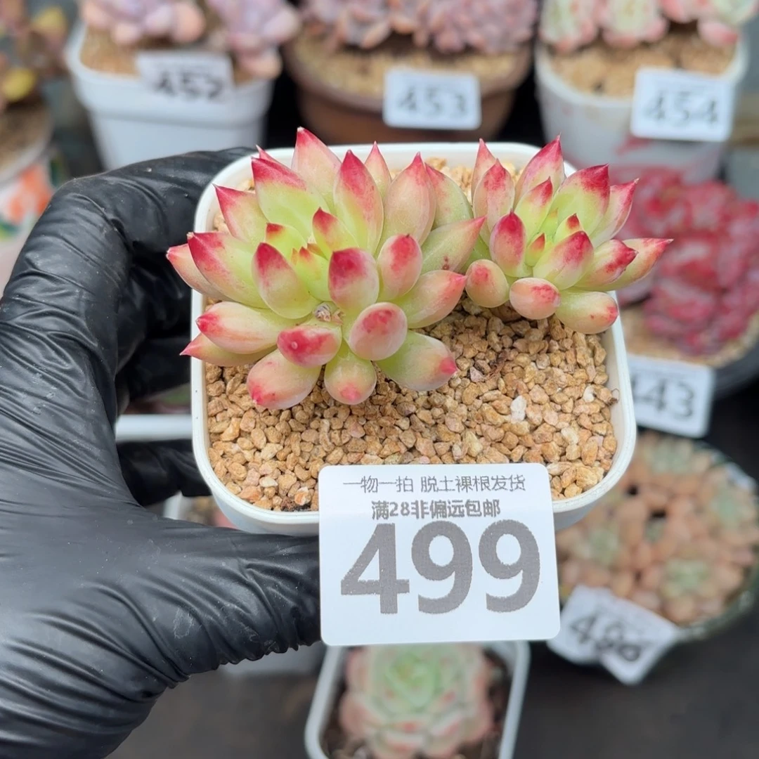 岩字虞美人无盆土发货