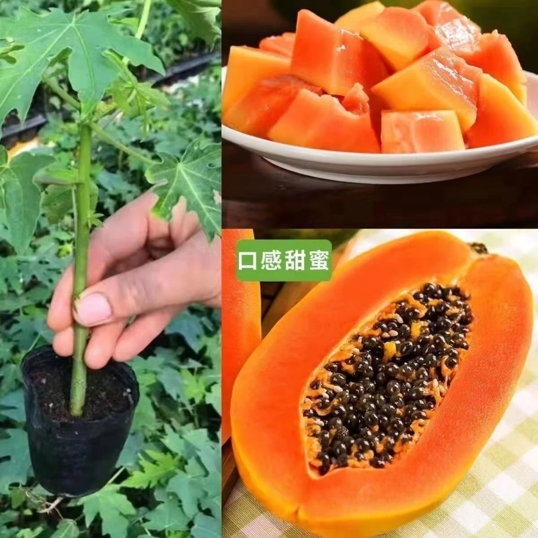 水果木瓜苗今年种下今年来惊喜