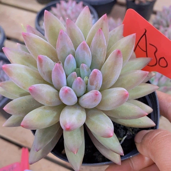 果*?这个点睡起来都会梦