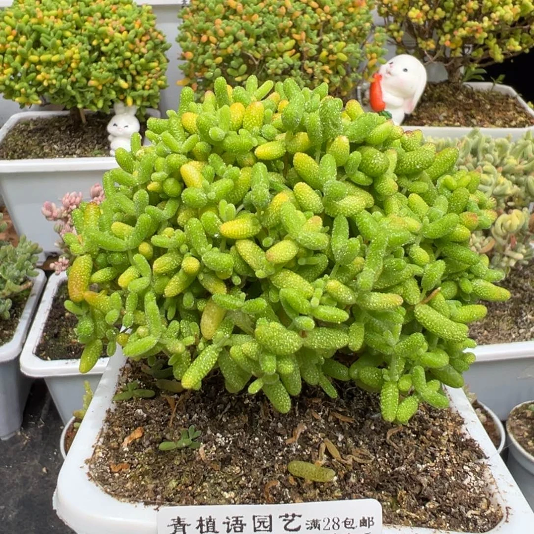 D7803蜜桔糖球枝干