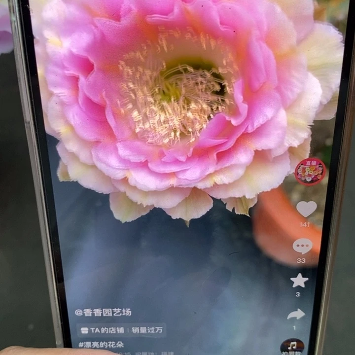 香香520侧芽2公分左右
