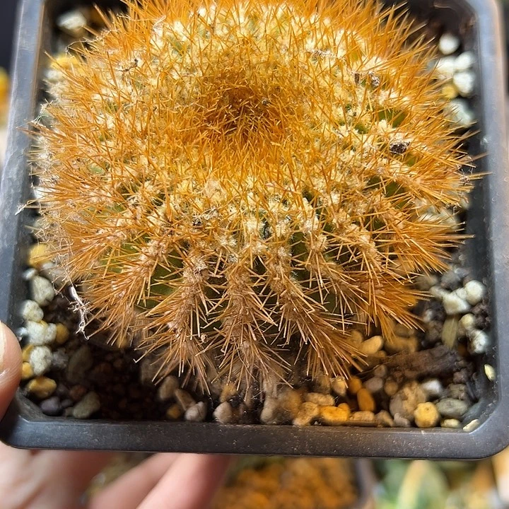 50号自根金刺尤伯球含刺7.8公分